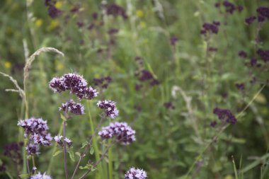 kopya alanı ile bahçede kekik çiçekleri ve çim