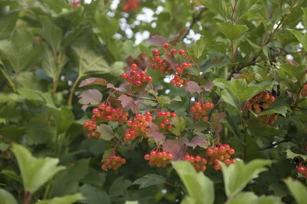 Un bouquet de baies de viorne rouge sur une branche. Mise au point sélective douce, bokeh rond — Photo