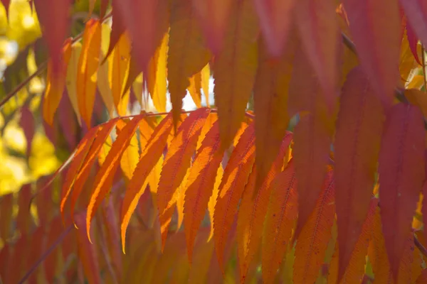 Kolorowy i jasny wzór czerwonych jesiennych liści — Zdjęcie stockowe