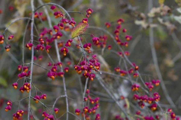 Herbstbaum mit wilden roten Beeren und bunten Blättern. Selektiver Fokus — Stockfoto