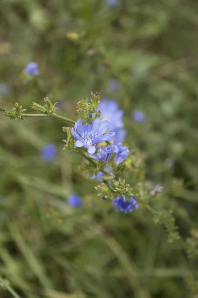 Chicória comum ou flor de Cichorium intybus flores comumente chamados marinheiros azuis, chicória, erva daninha café . — Fotografia de Stock