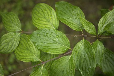 Su damlaları ile yeşil yaprakları, sonbahar hava, doğa arka plan