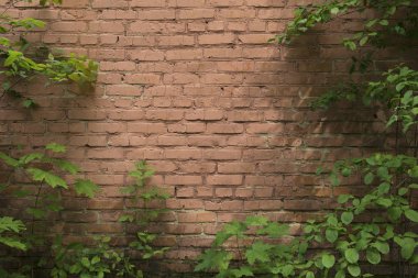 Eski Doku tuğla duvar, arka plan, yeşil bitkiler çerçeve kaplı ayrıntılı desen