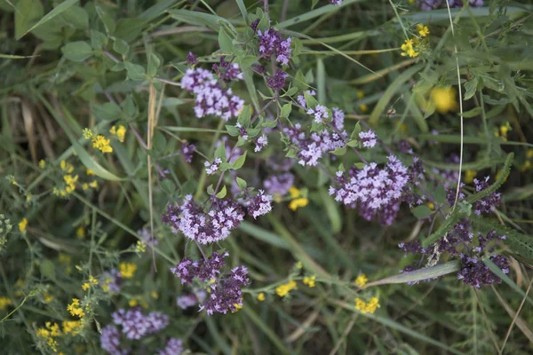 Oregano kwiaty i trawa w ogrodzie — Zdjęcie stockowe