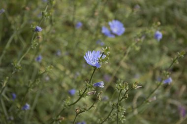 Ortak Chicory veya Cichorium intybus çiçek çiçekleri yaygın olarak adlandırılan mavi denizciler, hindiba, kahve ot.