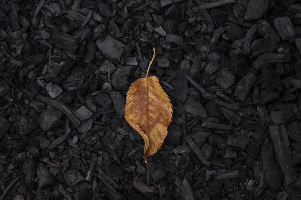 Hoja amarilla de otoño sobre fondo negro de carbón vegetal. concepto de incendio forestal, medio ambiente y contaminación . —  Fotos de Stock