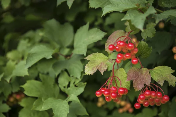 Um bando de bagas vermelhas de viburnum num ramo. Foco seletivo suave, bokeh redondo — Fotografia de Stock