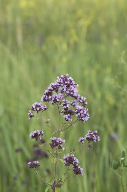 bahçede kekik çiçekler ve çim