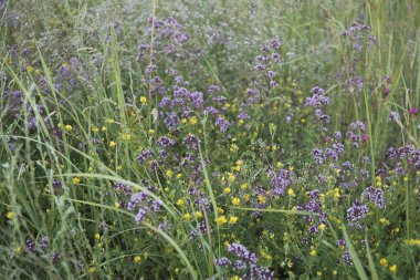 bahçede kekik çiçekler ve çim