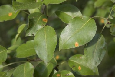 Armut yaprakları armut pas tarafından infestated