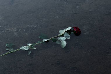 Bir nehrin kirli kahverengi suyunda taze kırmızı gül çiçekleri demet