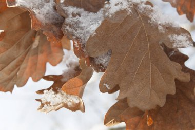 İlk kar altında sonbahar yaprakları ile Dal