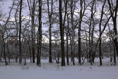kış ormanı. güzel kış akşamı manzara görünümü