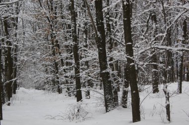 kış ormanı. güzel kış akşamı manzara görünümü
