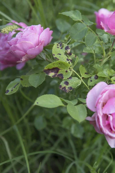 Sick rose bush, damaged by various diseases and pests close up Royalty Free Stock Pho