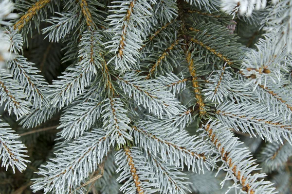 Blaufichte Nadelbaum Zweig schön Winter Hintergrund — Stockfoto