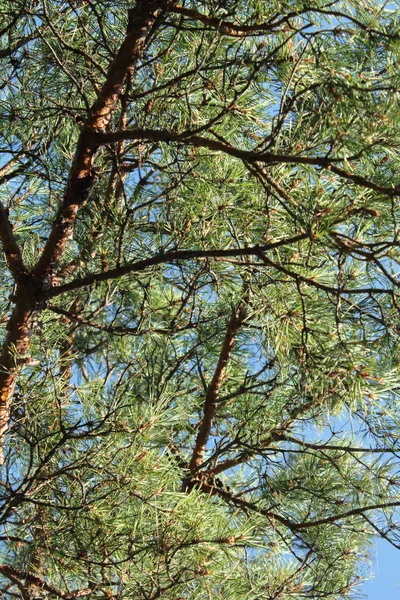 Tallarna i skogen sett från marken upp Stockbild