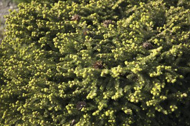 Mavi ladin çiçekleri. Mavi ladin yeni bahar büyüme ile Bahar arka plan