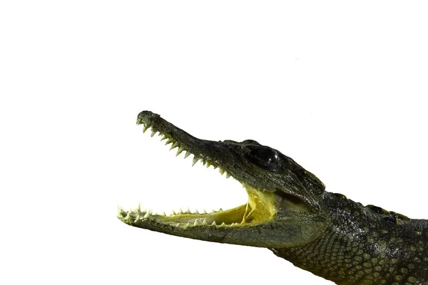Zbliżenie głowy krokodyla z otwartymi ustami na białym tle — Zdjęcie stockowe