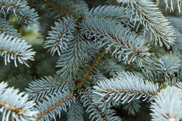 Blue spruce texture beautiful winter background — Stock Photo, Image