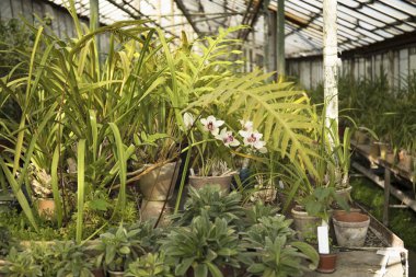 Paslı serada farklı tropikal bitkiler