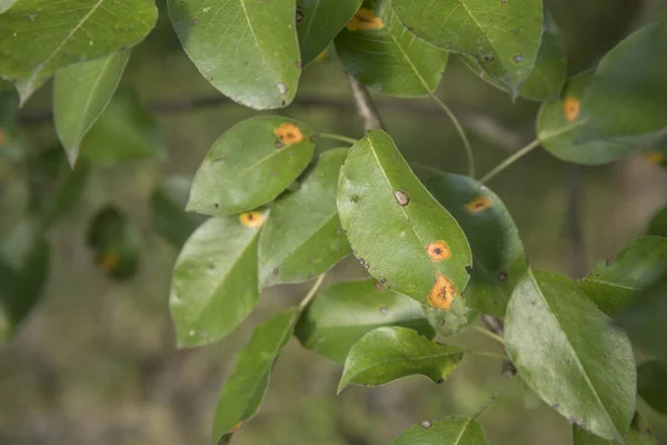 Pear leaves infestated by pear rust