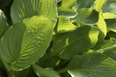 Bahçesinde güneş ışığı olan kocaman yapraklar.