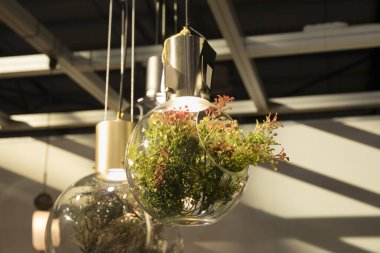 güzel ışıkları odasında asılı bitkiler ile