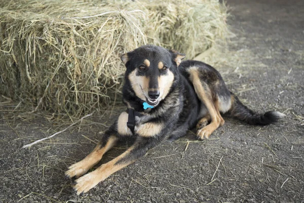 Incrível retrato de bonito jovem outbred cão deitado no chão — Fotografia de Stock