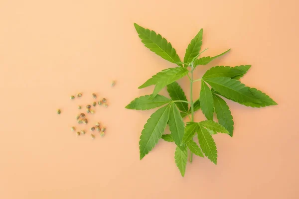 Cannabis Marihuana hojas frescas y semillas sobre fondo claro — Foto de Stock