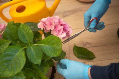 Eldivenli eldiven, makas, bitki kesme, ev bahçesi konsepti.