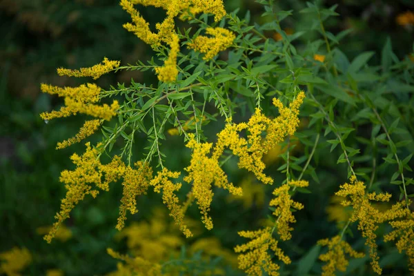 Niski Klucz Oświetlenie Żółty Dziki Pole Kwiat — Zdjęcie stockowe