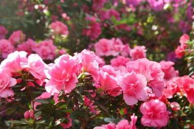 Baharda açan pembe açelya çalısı