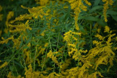 Altın sarısı kır çiçeği, sarı çiçekli tarla bitkisi...