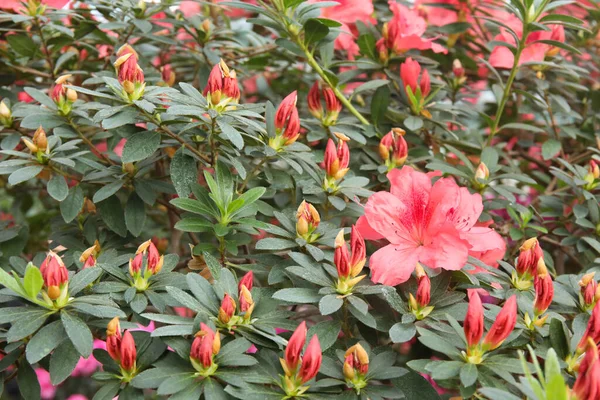 Belle Image Printemps Avec Des Fleurs Vives Des Bourgeons Rhododendron — Photo