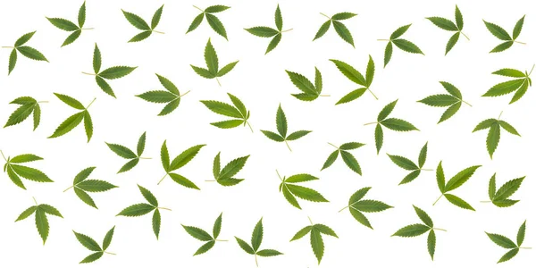 Cannabis Leaves Seamless Pattern White Background — Stock Photo, Image