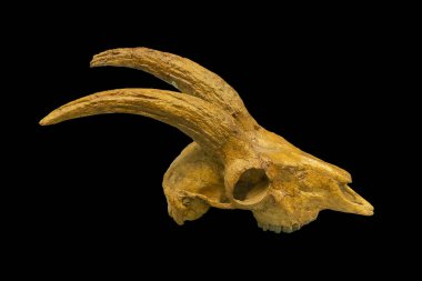 Fosil artiodactyl hayvanının eski kafatası