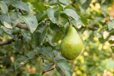 Bahçedeki ağaç dalında yeşil armut
