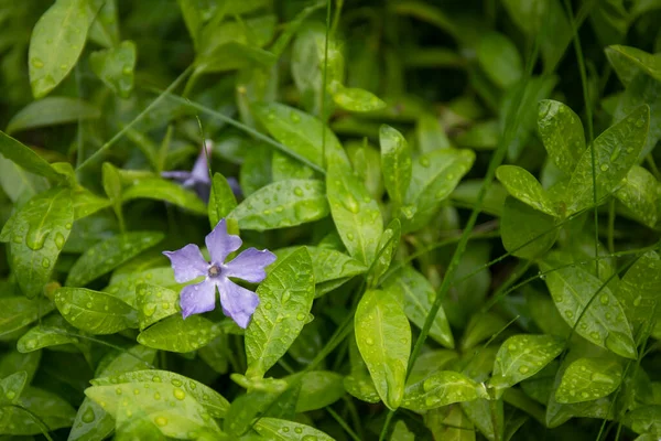 Vista Perto Natureza Folhas Verdes Com Gotas Chuva Jardim Verão — Fotografia de Stock