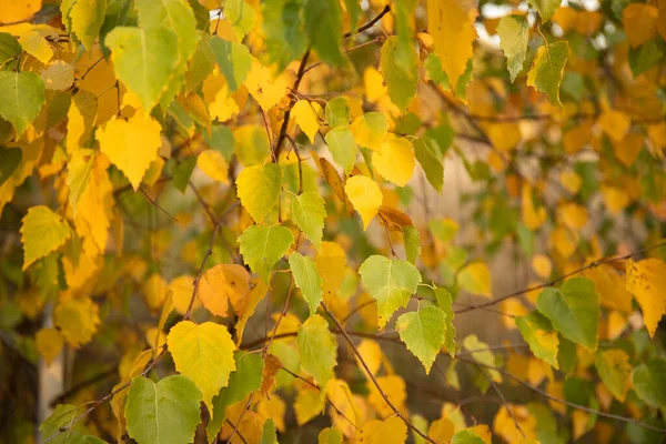 木の枝に黄色の紅葉の抽象的なイメージ — ストック写真