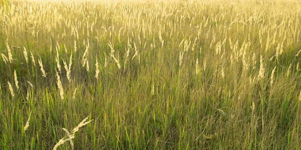 Green Wild Grass Rugs Field — Stock Photo, Image