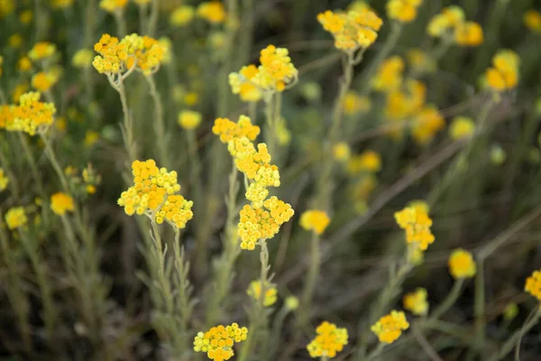 Helichrysum Arenarium Zwerg Everlast Unsterbliche Gelbe Blüten Nahaufnahme — Stockfoto