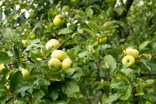 Green Apples Branch Ready Harvested Outdoors — Stock Photo, Image