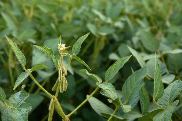 Floração Planta Soja Agrícola Com Flor Branca Fundo Plantação — Fotografia de Stock