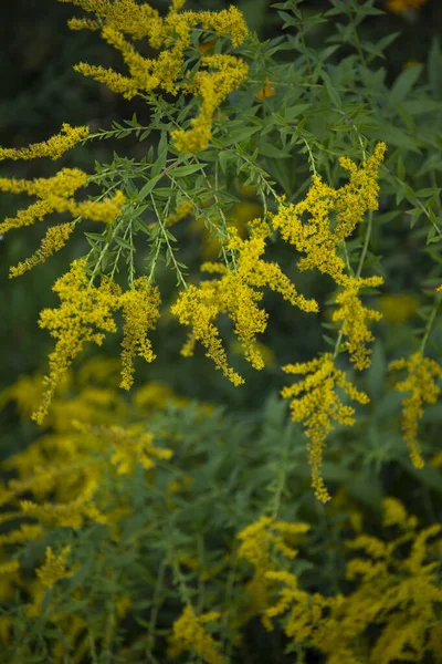 Goldrute Wildblume Feldpflanze Mit Gelben Blüten Abstrakten Sommer Hintergrund — Stockfoto