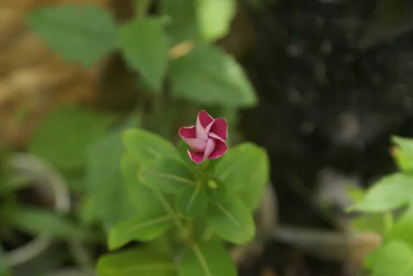 Foto Flor Silvestre Přírodní — Stock fotografie