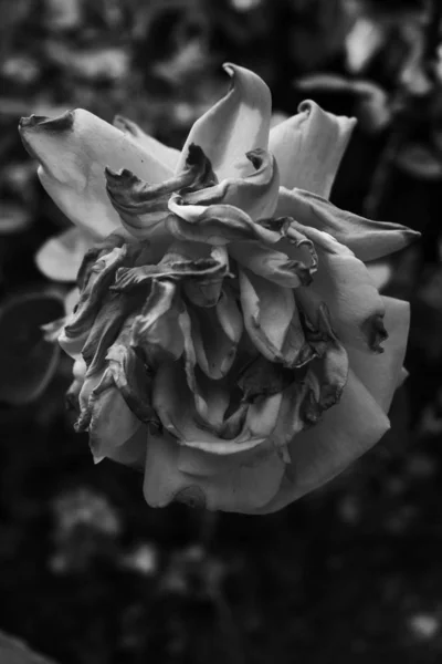 焦点を合わせていない背景と 焦点を合わせて枯れた花びらを持つ枯れた黒と白のバラ — ストック写真