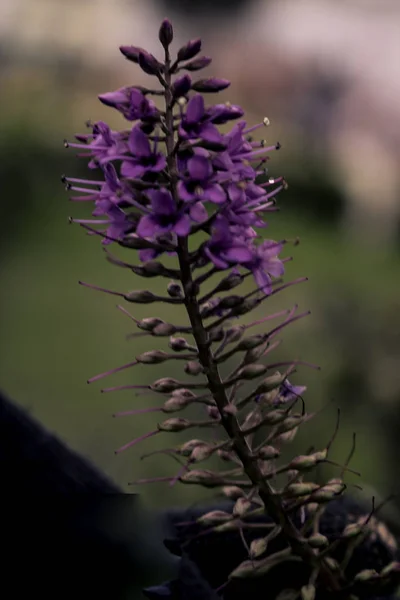 Küçük Yaprakları Büyük Güzelliği Ayrıntılı Odaklanmış Arka Plan Ile Mor — Stok fotoğraf