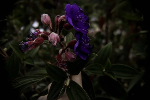 植物園に焦点を合わせていない緑の背景を持つピンクと紫の花びらを持つ植物 — ストック写真