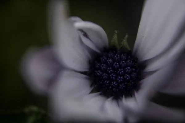 白と紫の花のマクロスタイルは その中心のデザインを詳細にし 写真の残りの部分をぼかします — ストック写真